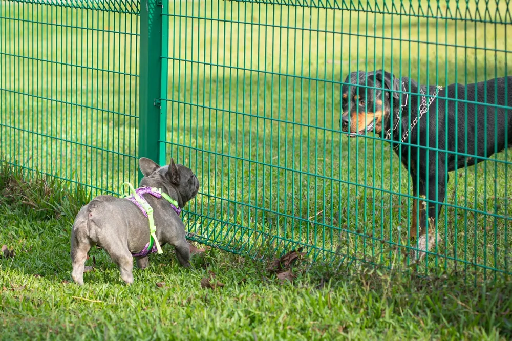 Community dog park cleaning